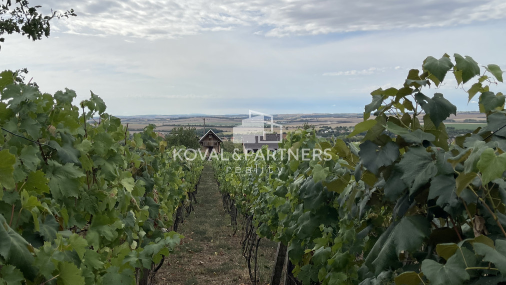 Vinica 608 m² s viničnou chatkou v obci Jelenec, okres Nitra