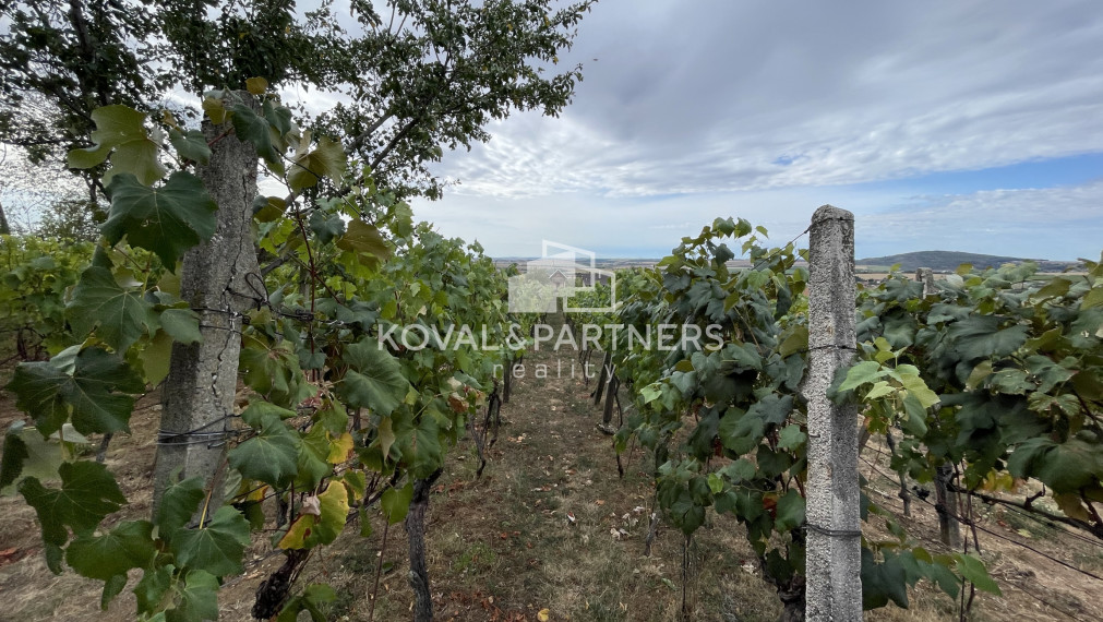 Vinica 608 m² s viničnou chatkou v obci Jelenec, okres Nitra