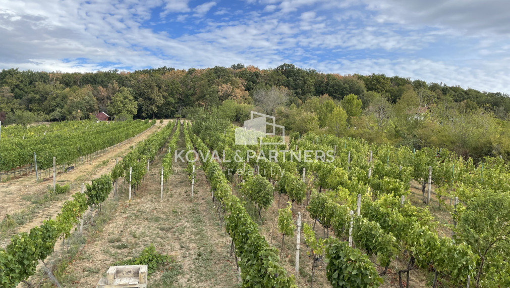 Vinica 608 m² s viničnou chatkou v obci Jelenec, okres Nitra
