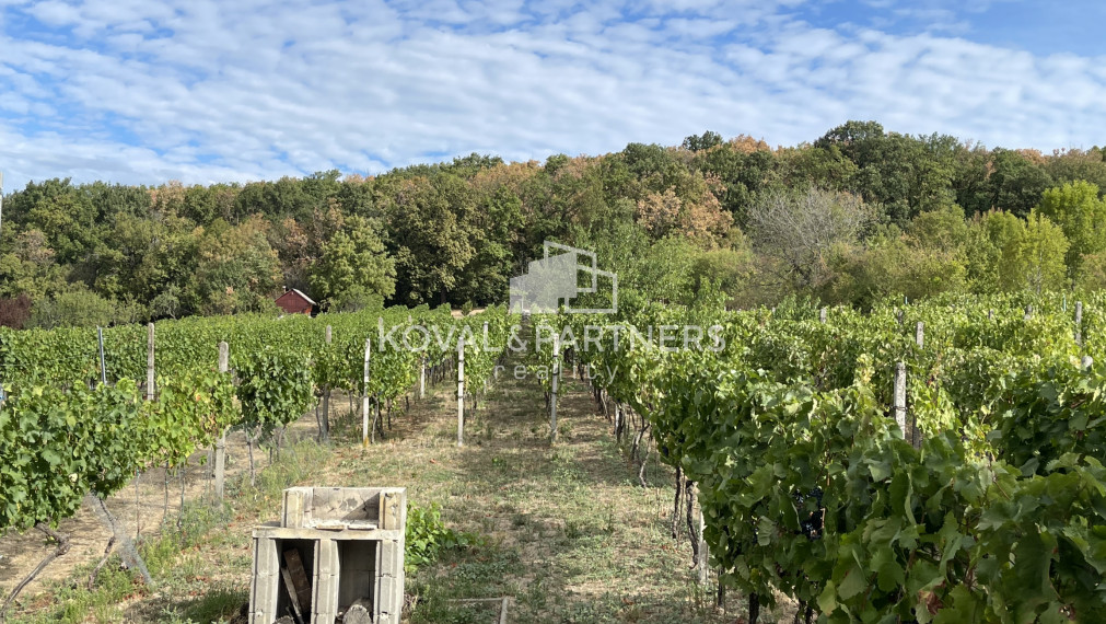 Vinica 608 m² s viničnou chatkou v obci Jelenec, okres Nitra