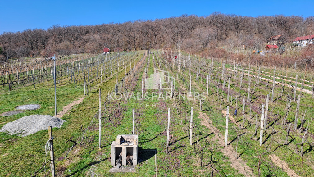 Vinica s viničnou chatkou v obci Jelenec, okres Nitra