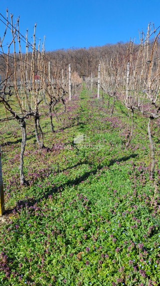 Vinica s viničnou chatkou v obci Jelenec, okres Nitra