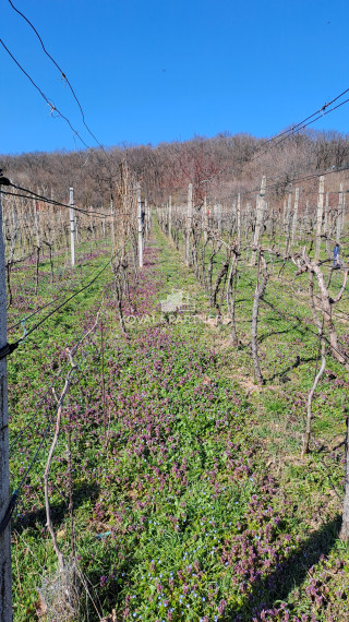 Vinica s viničnou chatkou v obci Jelenec, okres Nitra