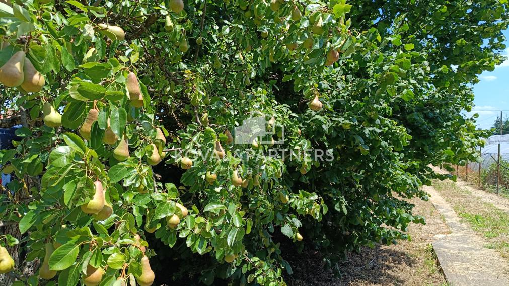 Rodinný dom s veľkým pozemkom - Veľký Kýr