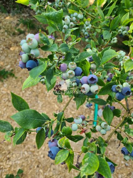 Predaj záhrady v Nitre