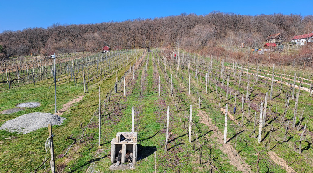 Vinica 608 m² s viničnou chatkou v obci Jelenec, okres Nitra
