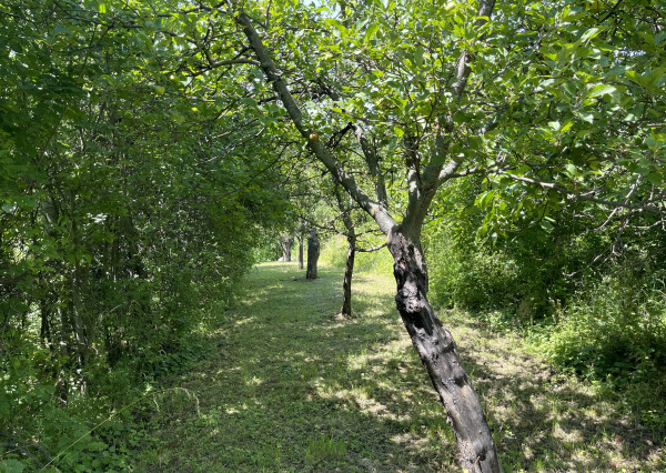 Záhrada s chatkou v Nitre, Dražovce