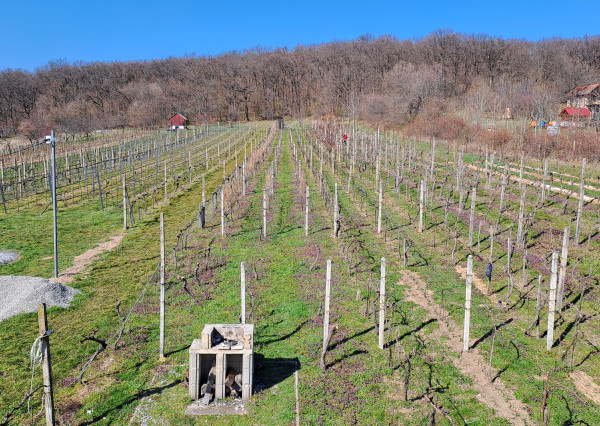 Vinica 608 m² s viničnou chatkou v obci Jelenec, okres Nitra